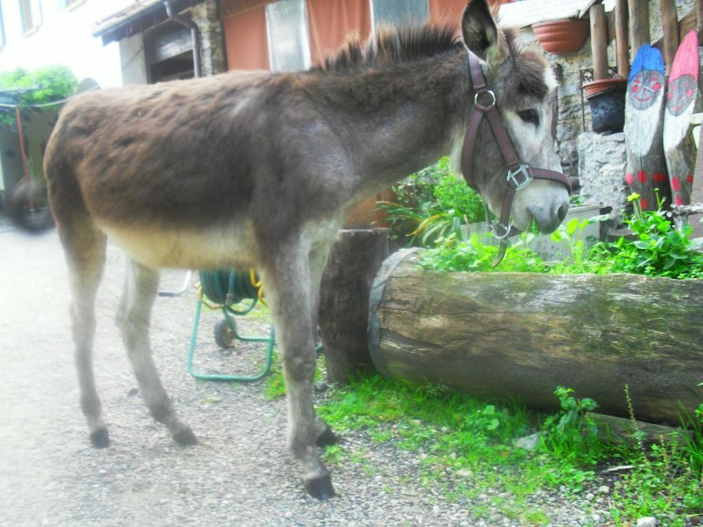B&B Il Gatto Nero Castelveccana Экстерьер фото