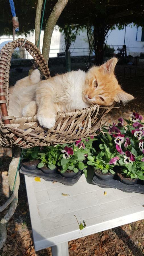 B&B Il Gatto Nero Castelveccana Экстерьер фото